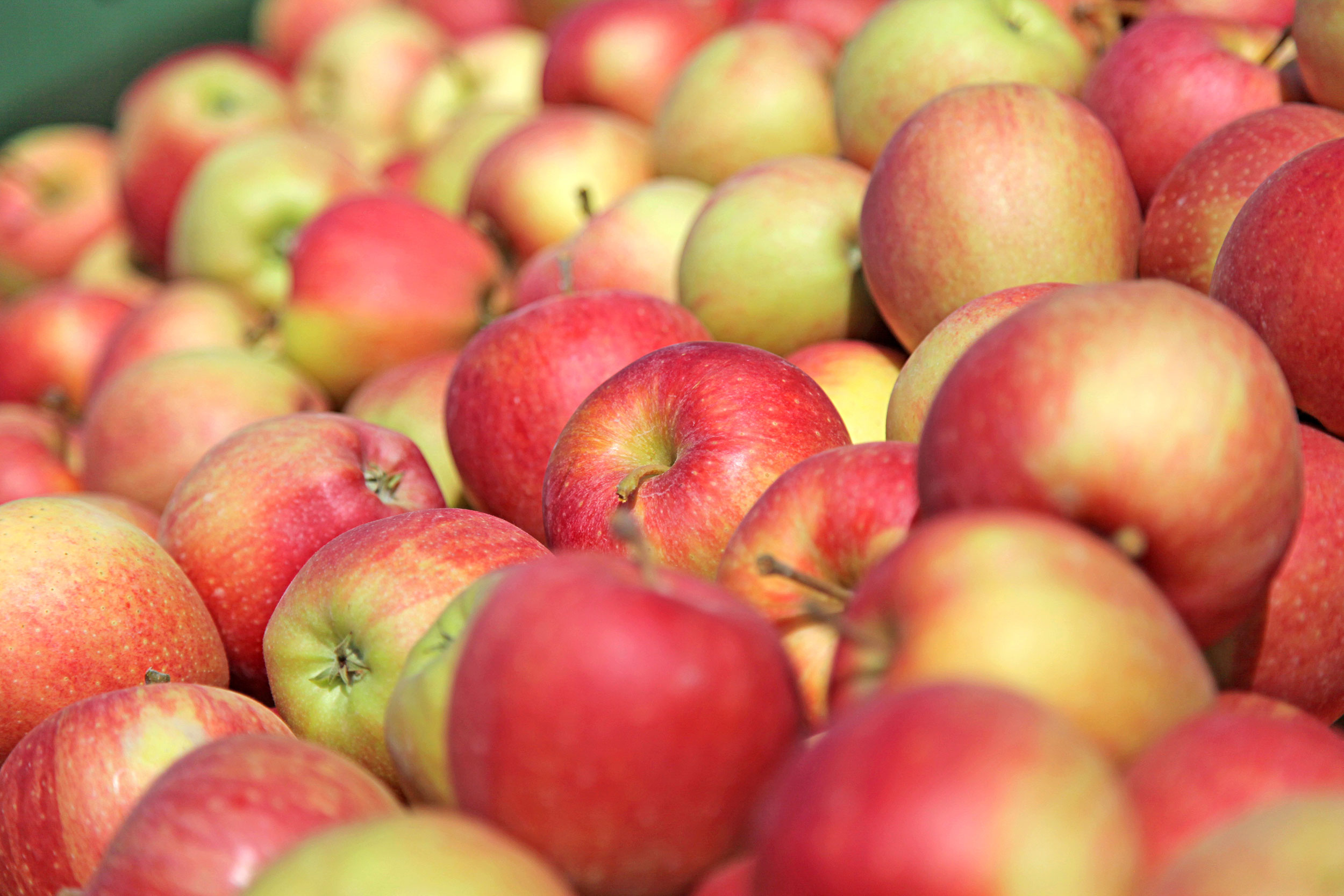 5 Gute Grunde Warum Du Taglich Einen Apfel Essen Solltest Gruber Genetti Blog